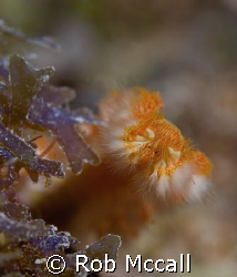 Bearded Fireworm
Eastern Dry Rocks, Key West, FL
 by Rob Mccall 